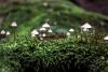 Mushrooms sprouting in forest showing abundance of biodiversity 